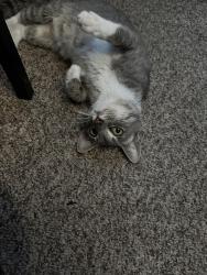 Found/Stray Female Cat last seen Bard , Oxnard, CA 93033