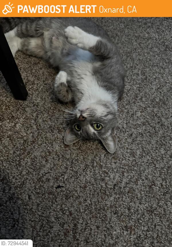 Found/Stray Female Cat last seen Bard , Oxnard, CA 93033