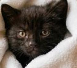 Shelter Stray Female Cat last seen TRINITY SCHOOL ON HAMMOND, Jacksonville, FL 32204