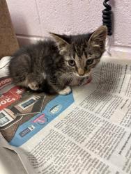 Shelter Stray Female Cat last seen Near BLOCK CORONET, Jacksonville, FL 32204