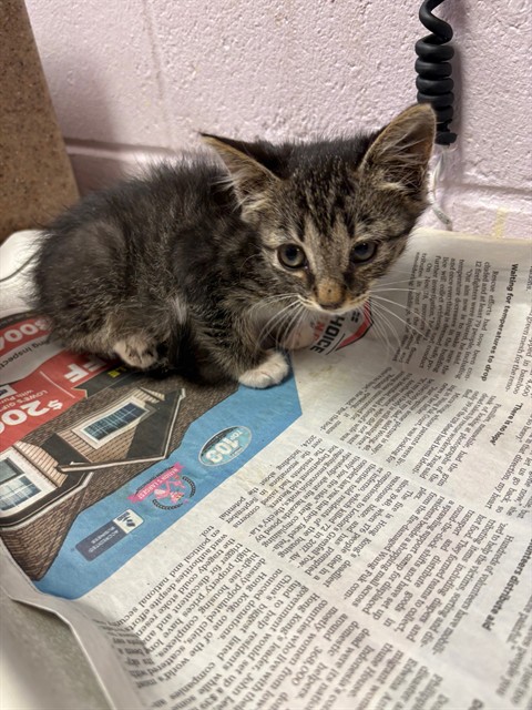 Shelter Stray Female Cat last seen Near BLOCK CORONET, Jacksonville, FL 32204
