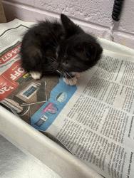 Shelter Stray Male Cat last seen Near BLOCK CORONET, Jacksonville, FL 32204