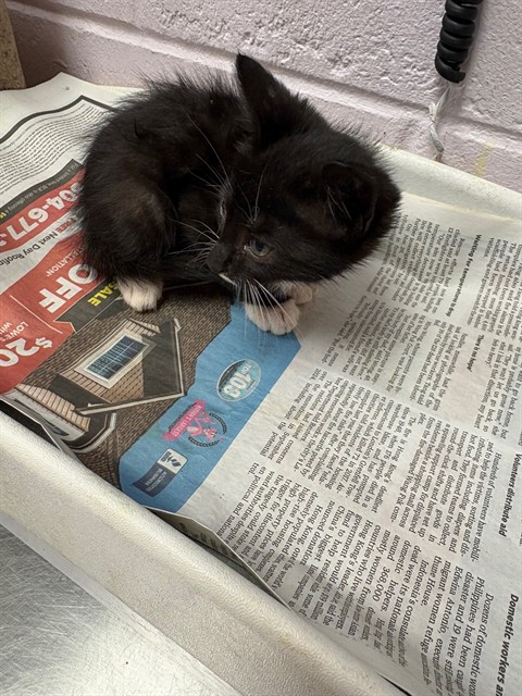 Shelter Stray Male Cat last seen Near BLOCK CORONET, Jacksonville, FL 32204