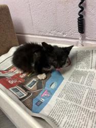Shelter Stray Female Cat last seen Near BLOCK CORONET, Jacksonville, FL 32204