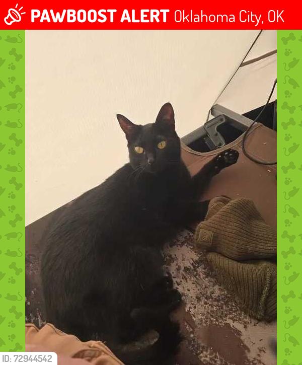 Lost Female Cat last seen Northwest 130th street Braden Park OKC, Oklahoma City, OK 73142