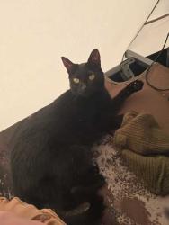 Lost Female Cat last seen Northwest 130th street Braden Park OKC, Oklahoma City, OK 73142