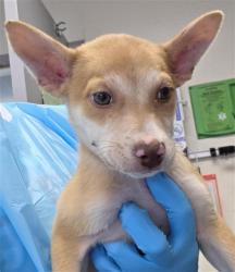 Shelter Stray Female Dog last seen GOLDEN WALK, San Antonio, TX 78227