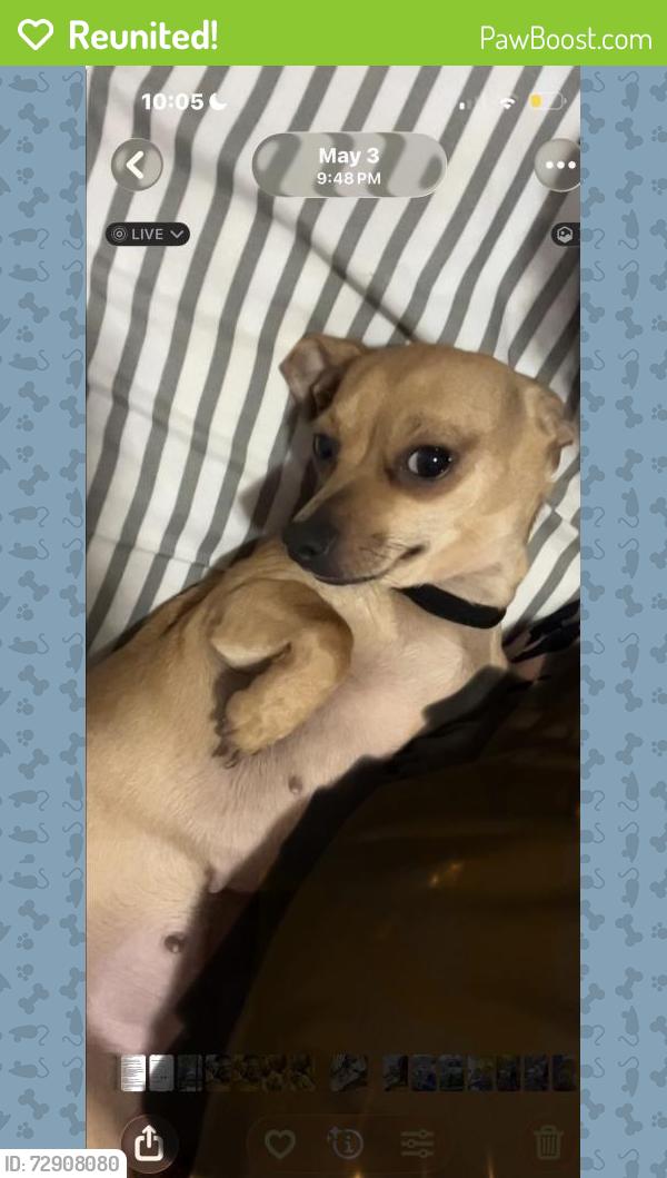 Reunited Female Dog last seen KFC on Owen dr, Fayetteville, NC 28306