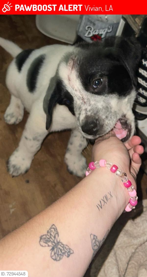 Lost Male Dog last seen Near n pine street Vivian Louisiana 71082, Vivian, LA 71082