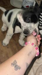 Lost Male Dog last seen Near n pine street Vivian Louisiana 71082, Vivian, LA 71082