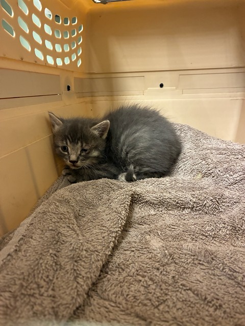 Shelter Stray Male Cat last seen Near BLOCK E 88TH AVE, Brighton, CO 80601