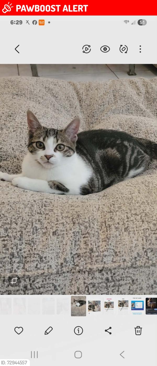 Lost Female Cat last seen congress , Palm Beach County, FL 33406