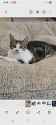 Lost Female Cat last seen congress , Palm Beach County, FL 33406
