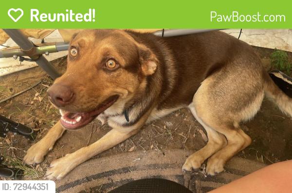 Reunited Male Dog last seen Near Hillpoint Ln, Choctaw, OK 73020, USA, Choctaw, OK 73020