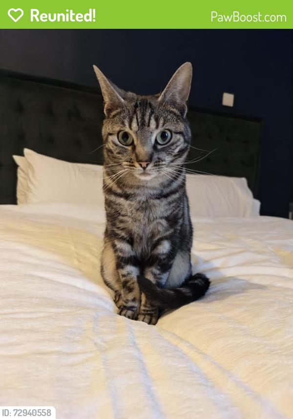 Reunited Female Cat last seen Everett Road, Greater Manchester, England M20 3DX