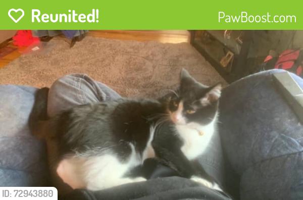 Reunited Male Cat last seen Near broadlake rd colchester vt 05446, Colchester, VT 05446