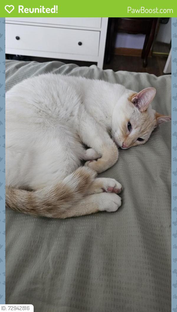 Reunited Male Cat last seen Waveland, between Emerson and Elder Ln, Schiller Park, IL 60176