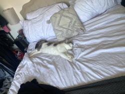 Lost Female Cat last seen Worsley Road, Swinton, England M27 0FW
