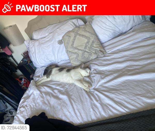 Lost Female Cat last seen Worsley Road, Swinton, England M27 0FW