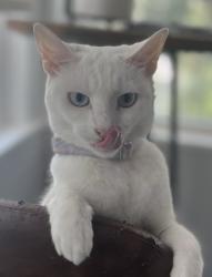Reunited Female Cat last seen Sanchez Ave and N Ponce de Leon, St. Augustine, FL 32084