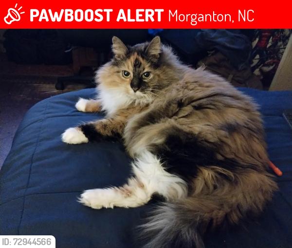 Lost Female Cat last seen Near Rich Mountain Rd, Morganton, NC 28655