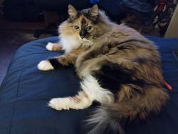 Lost Female Cat last seen Near Rich Mountain Rd, Morganton, NC 28655