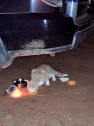 Found/Stray Unknown Cat last seen Alameda & 72nd Hoffman Drive Lake Thunderbird area., Norman, OK 73026