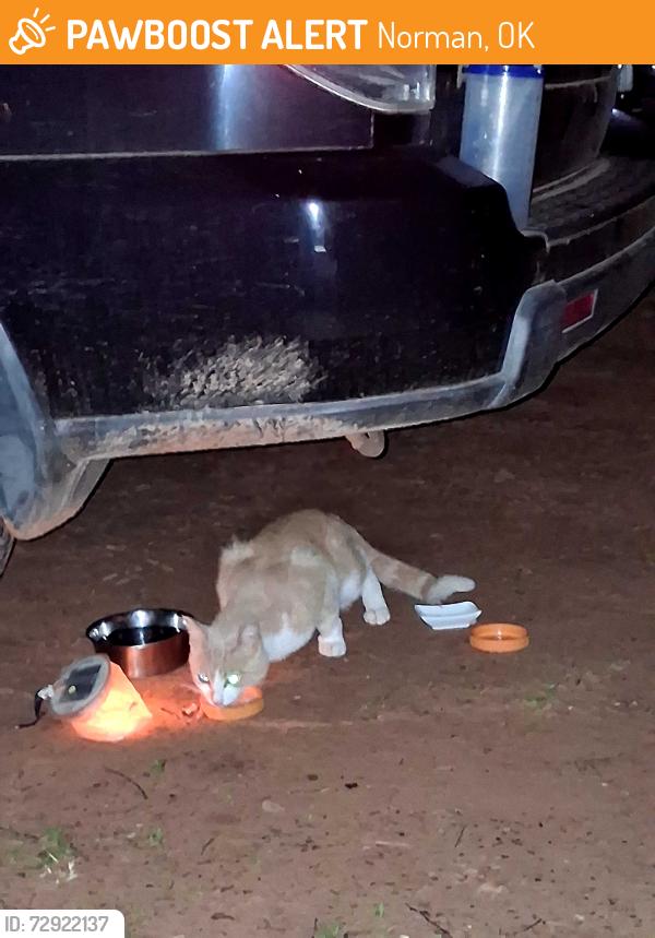Found/Stray Unknown Cat last seen Alameda & 72nd Hoffman Drive Lake Thunderbird area., Norman, OK 73026