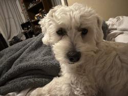 Reunited Female Dog last seen Via San delarro and walking towards S Gerhart Avenue  , East Los Angeles, CA 90022