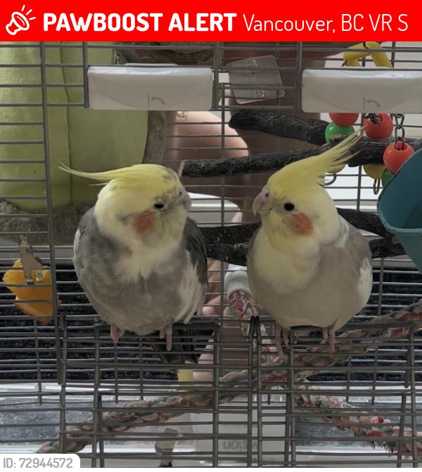 Lost Male Bird last seen Tolmie, Vancouver, BC V6R 1S6