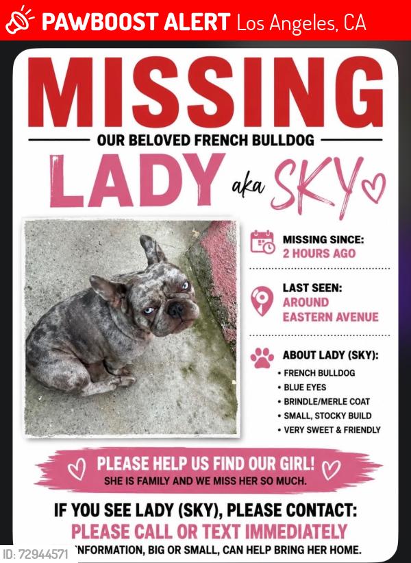 Lost Female Dog last seen Near s Humphrey Ave , Los Angeles, CA 90201