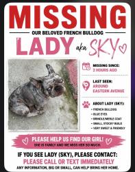 Lost Female Dog last seen Near s Humphrey Ave , Los Angeles, CA 90201