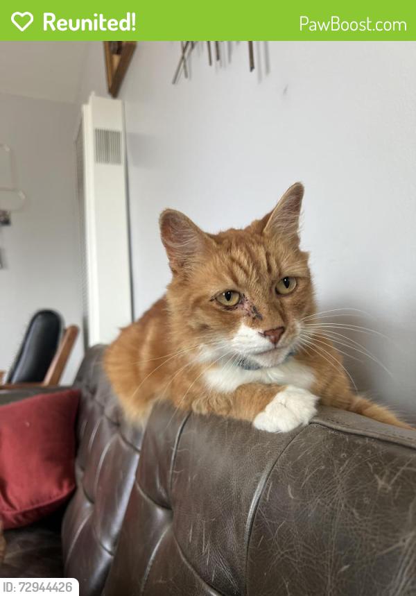 Reunited Male Cat last seen 225th St Torrance , Torrance, CA 90505