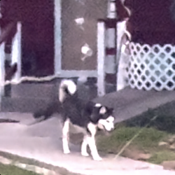 Reunited Male Dog last seen 39th Windsor Rd, Raytown, MO 64133