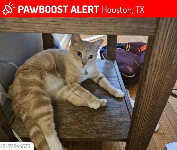 Lost Unknown Cat last seen Ella and 34th, Houston, TX 77018
