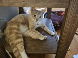 Lost Unknown Cat last seen Ella and 34th, Houston, TX 77018