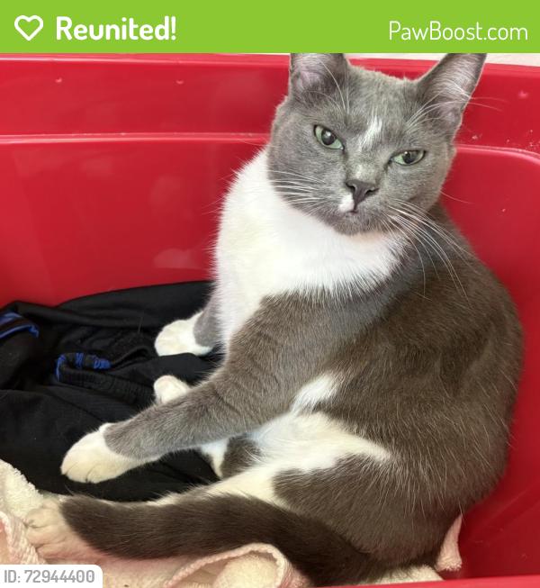 Reunited Female Cat last seen San Pablo Ave, San Pablo, CA 94804
