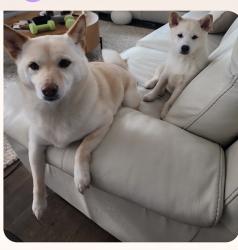 Reunited Female Dog last seen 162nd and 1st, Vancouver, WA 98684