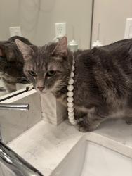 Lost Female Cat last seen Irving and 29th, Denver, CO 80211
