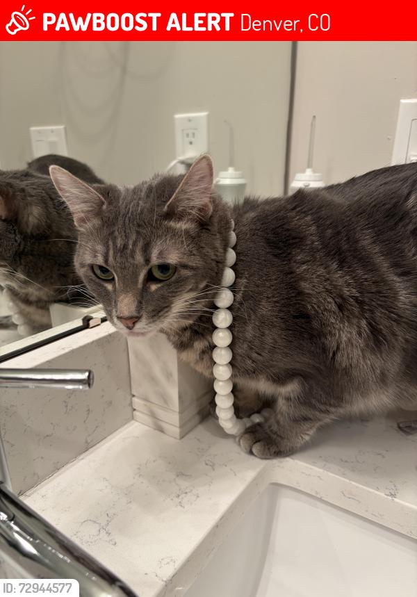 Lost Female Cat last seen Irving and 29th, Denver, CO 80211