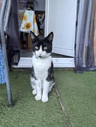 Reunited Male Cat last seen Salford store, Headington, England OX3 0RX