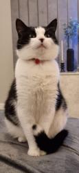 Reunited Male Cat last seen Aldwych Croft New Waltham, New Waltham, England DN36
