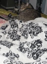 Reunited Male Cat last seen Sooner mall and Willow bend edition, Norman, OK 73072
