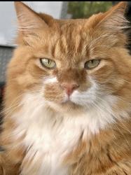 Lost Male Cat last seen Belforest Elementary, Daphne, AL 36526