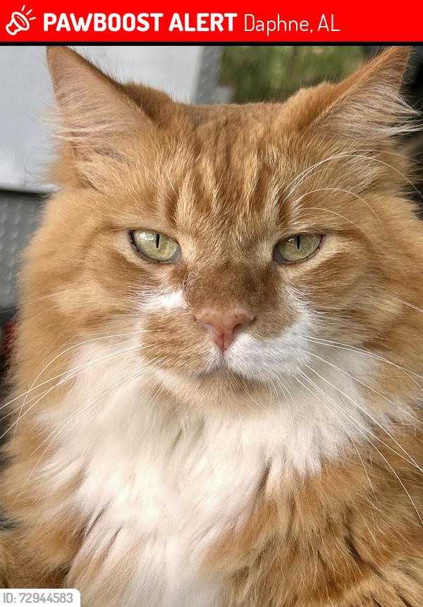 Lost Male Cat last seen Belforest Elementary, Daphne, AL 36526