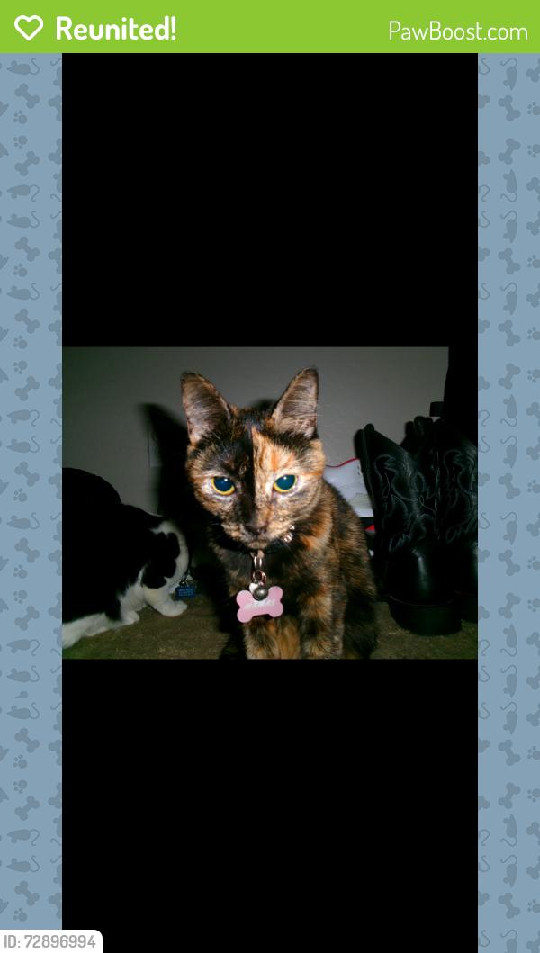 Reunited Female Cat last seen Pueblo Ave , Buckeye, AZ 85326