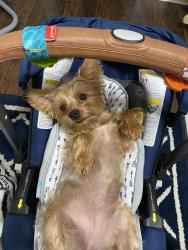 Lost Female Dog last seen Sunset velvet dr, Harris County, TX 77493