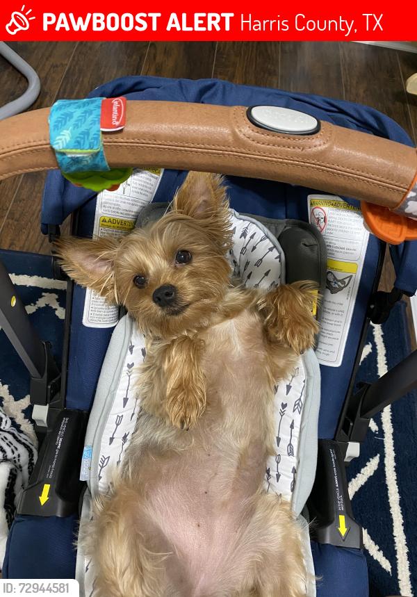 Lost Female Dog last seen Sunset velvet dr, Harris County, TX 77493