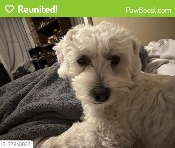Reunited Female Dog last seen Via San delarro and walking towards S Gerhart Avenue  , East Los Angeles, CA 90022