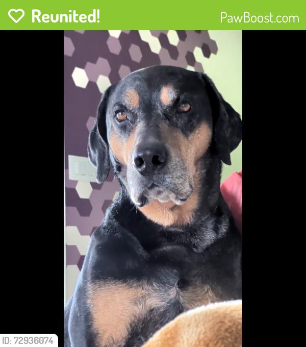 Reunited Male Dog last seen Levittown parkway and New falls road, Levittown, PA 19055